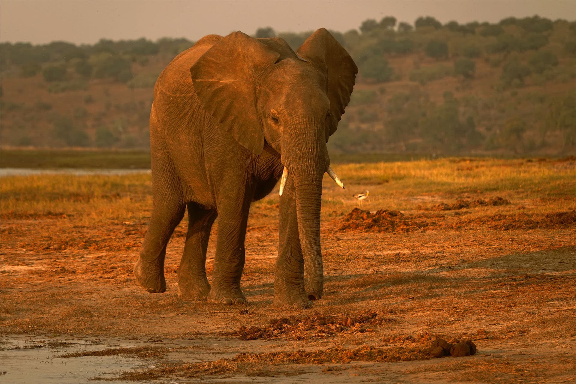 Elephant in Africa