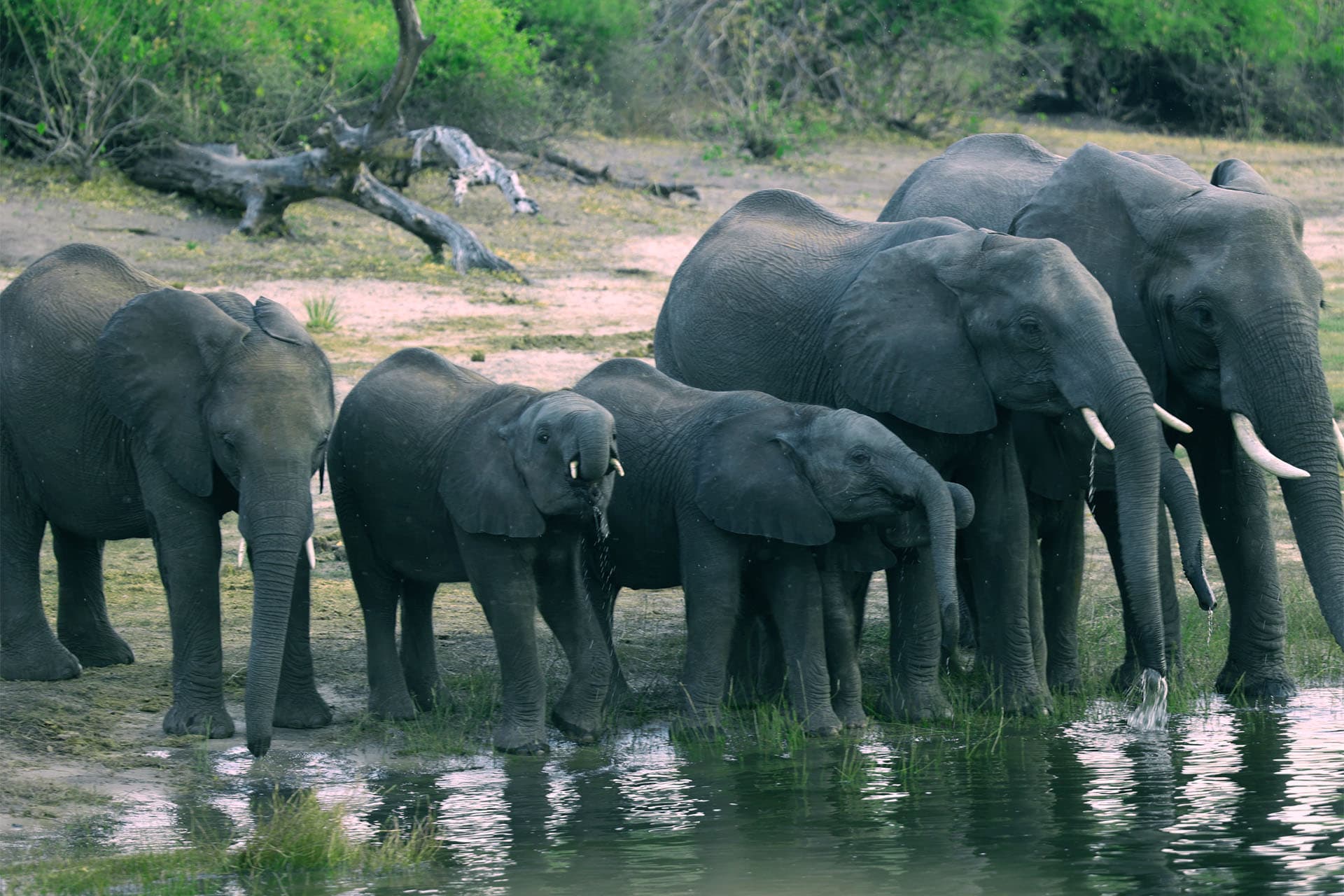 Group of elephants in Africa during a tour by Mufambi