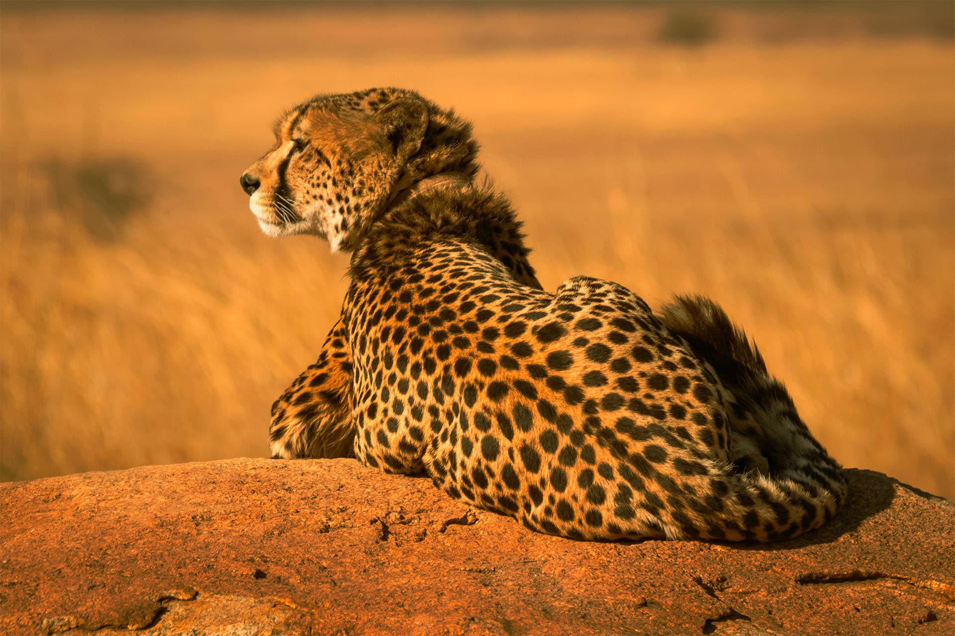 Layout Jaguar in Africa